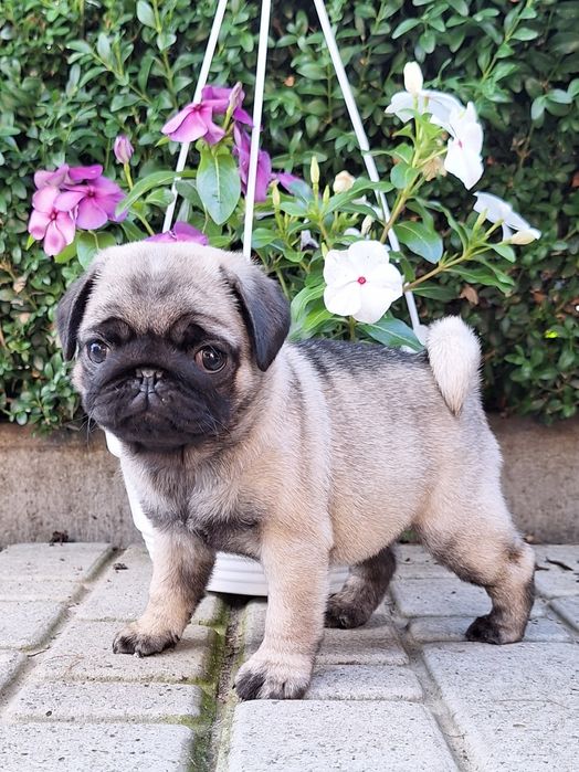 Карапузи на вибір