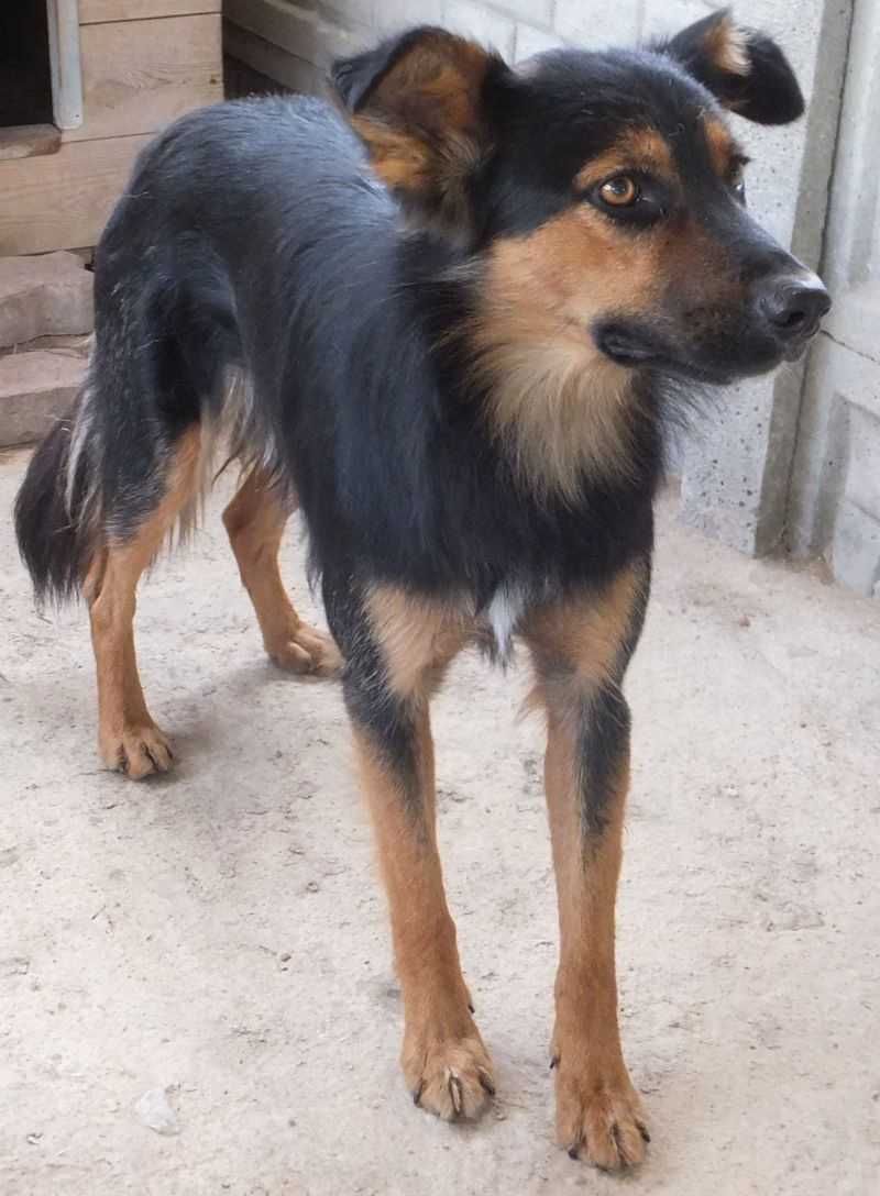 LAWI nieduży pies czarny podpalany do adopcji