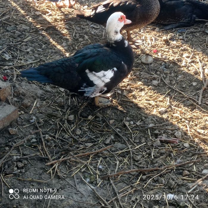 Patos mudos para venda