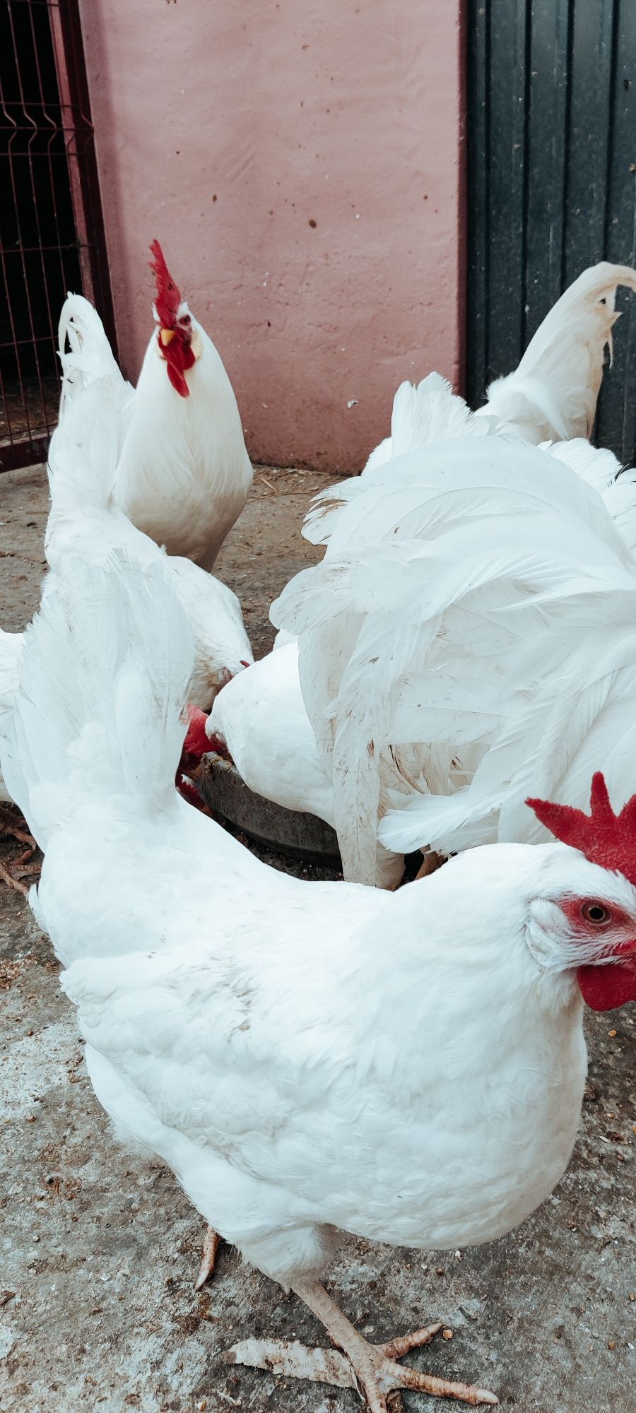 Trio Leghorn puros adultos ou galos e galinhas em separado