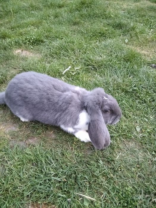 Продає молодняк французький  баран