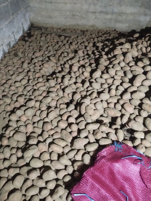 Sprzedam ziemniaki Jurki, Lawenda