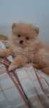 Szpic miniaturowy w typie misia