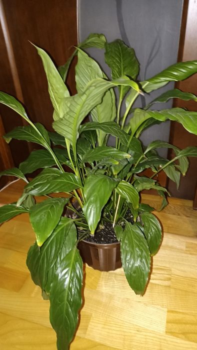 Спатіфілум, продається одним лотом