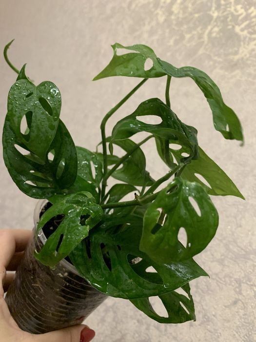 Продам монстеру з кружевним листям