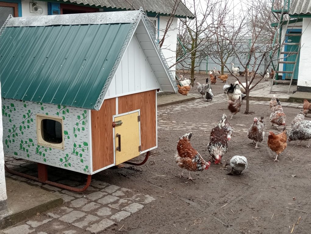 Продам хатинку садову для карликових курей. Ціна договірна.