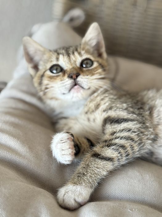 Віддам кошенят у добрі руки