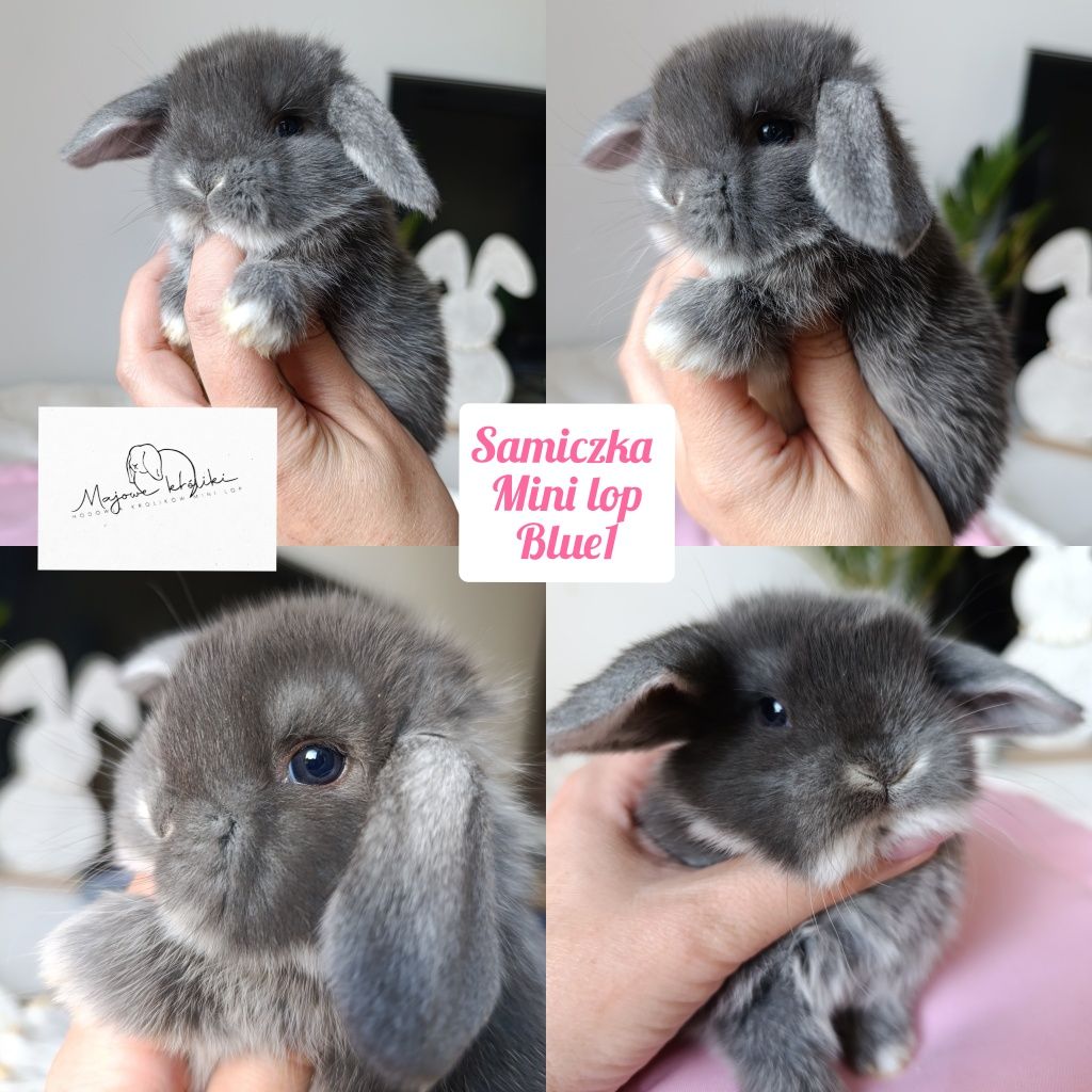 Królik króliczek mini lop hodowla zarejestrowana 910-P