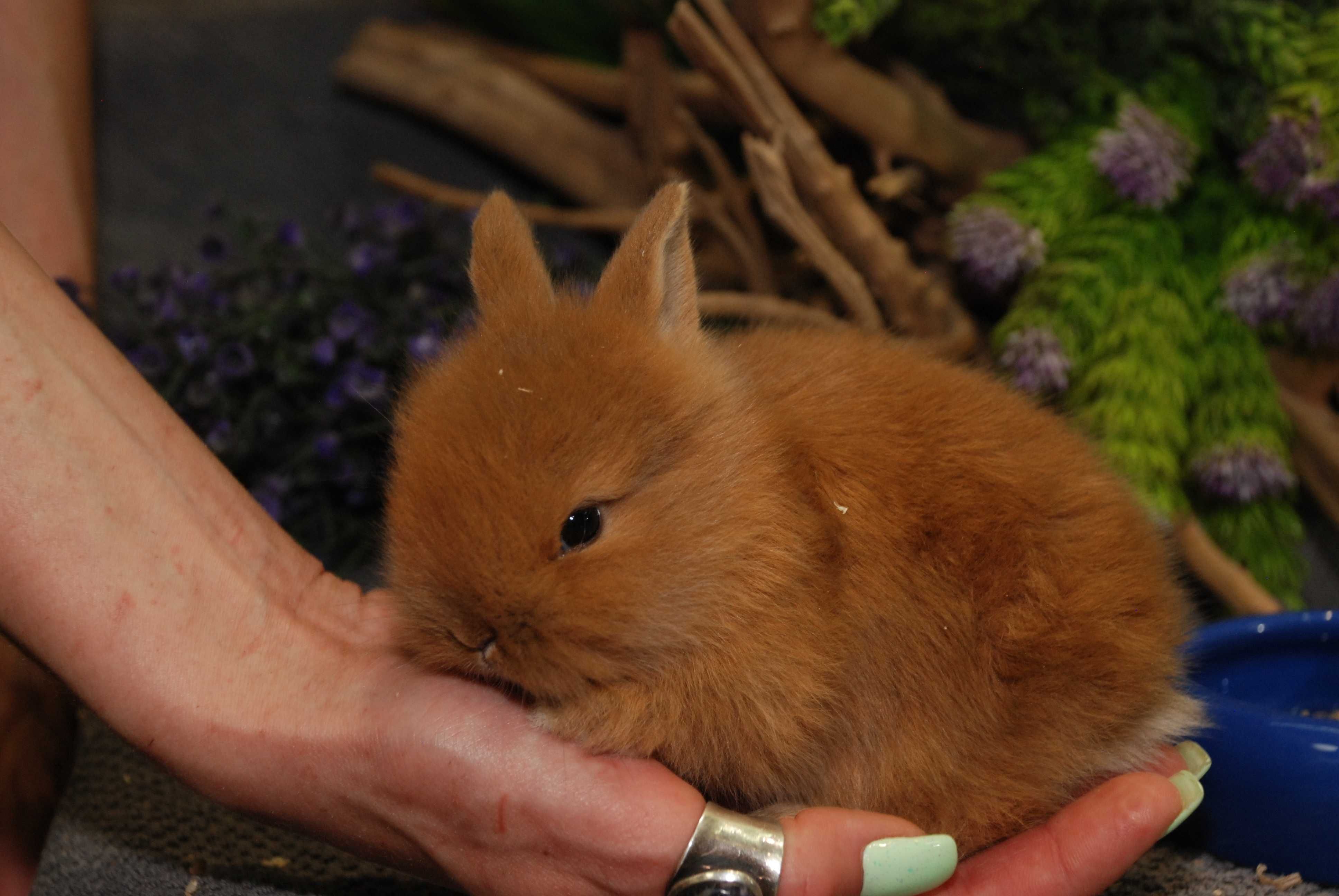 Карликовый декоративный кролик мини, рыжие крольчата