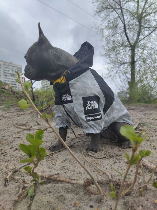 Отдам собаку в добрые руки