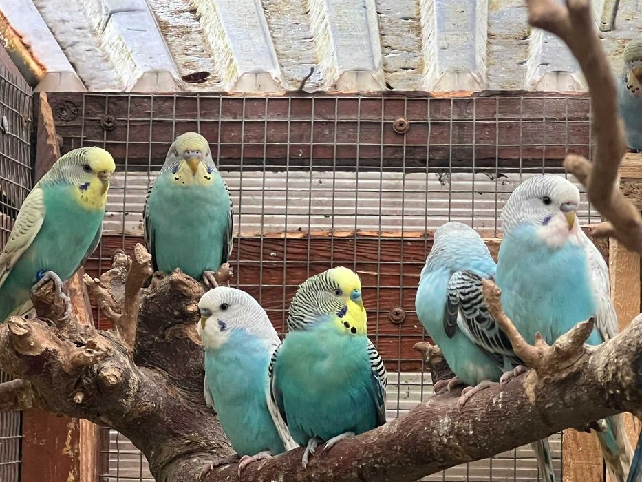 Papużki faliste 2024 i 2025