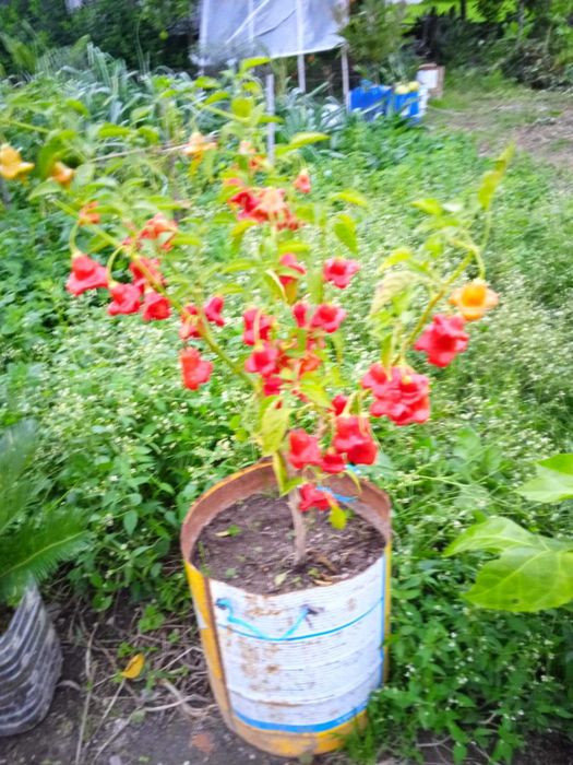 Planta de Pimenta “Chapéu-de-Bispo” – já com frutos