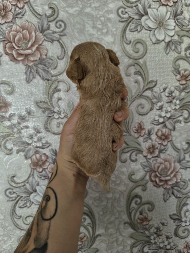 Cavapoo malutka suczka z króciutkim pyszczkiem do rezerwacji