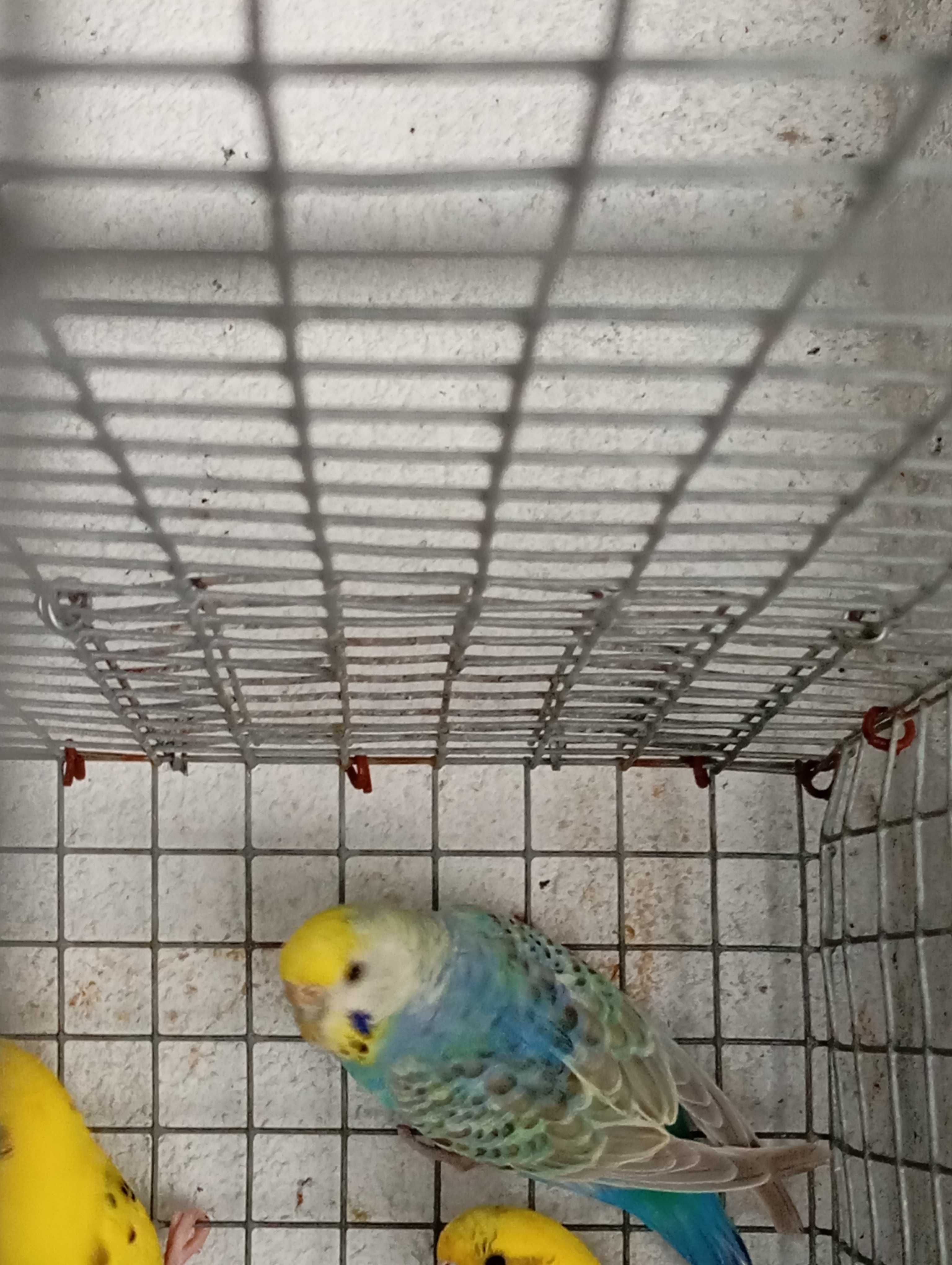 Piriquitos Australianos