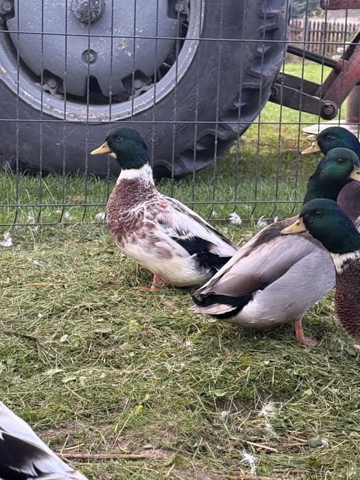 Sprzedam call duck