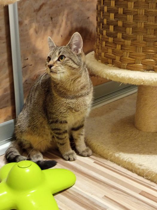 5 miesięczny kocurek szuka domu niewychodzącego