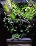 Terrarium tropikalne 40x40x60 gekon orzęsiony jaszczurka