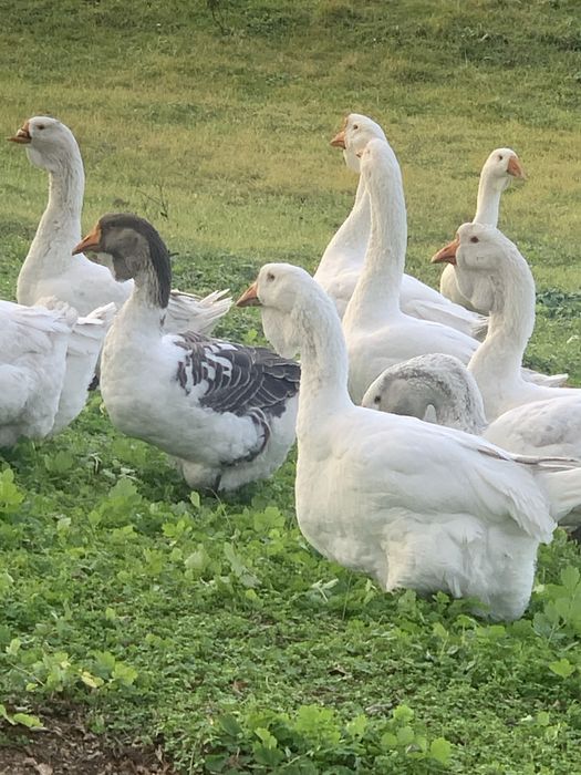 Продам молодих гусей холмогорів