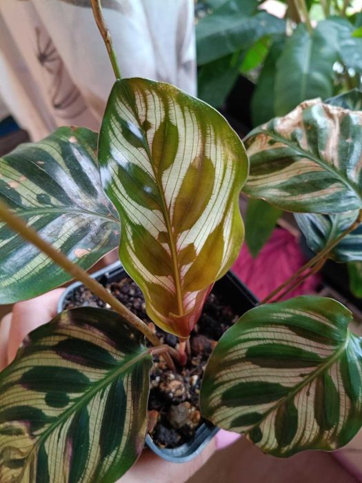 calathea kalathea makoya