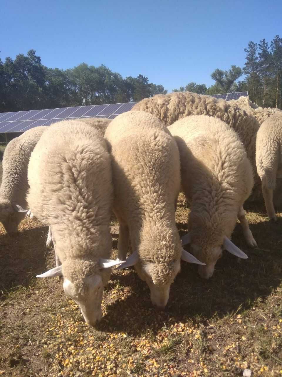 Продам ярочку з ягням . Продам Волушка
