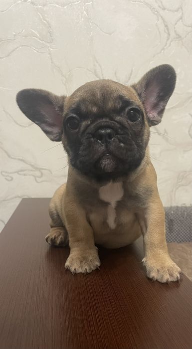 Француженке дівча