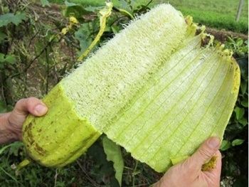 Насіння люфи (мочалки біорозкладні)