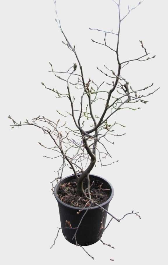 Drzewka bonsai zewnętrzne prebonsai