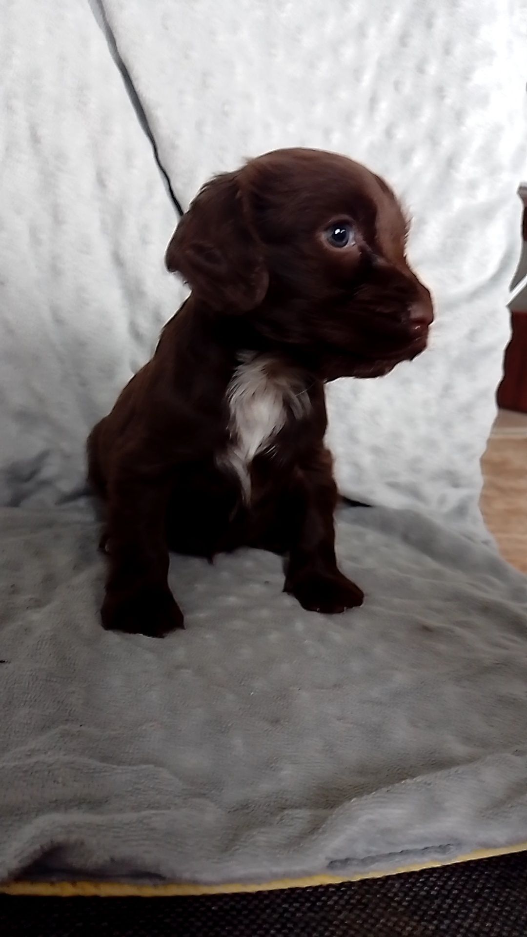 Cocker Spaniel Angielski czekoladowa suczka