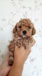 Maltipoo F1B piesek ciemny kolor kręcony