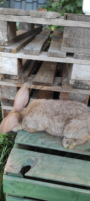 Młode Króliki 2 miesięczne