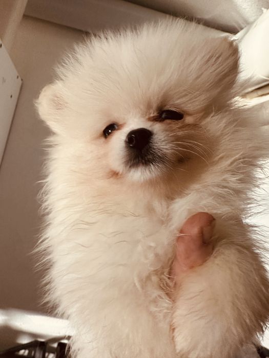 Pomeranian suczka krem