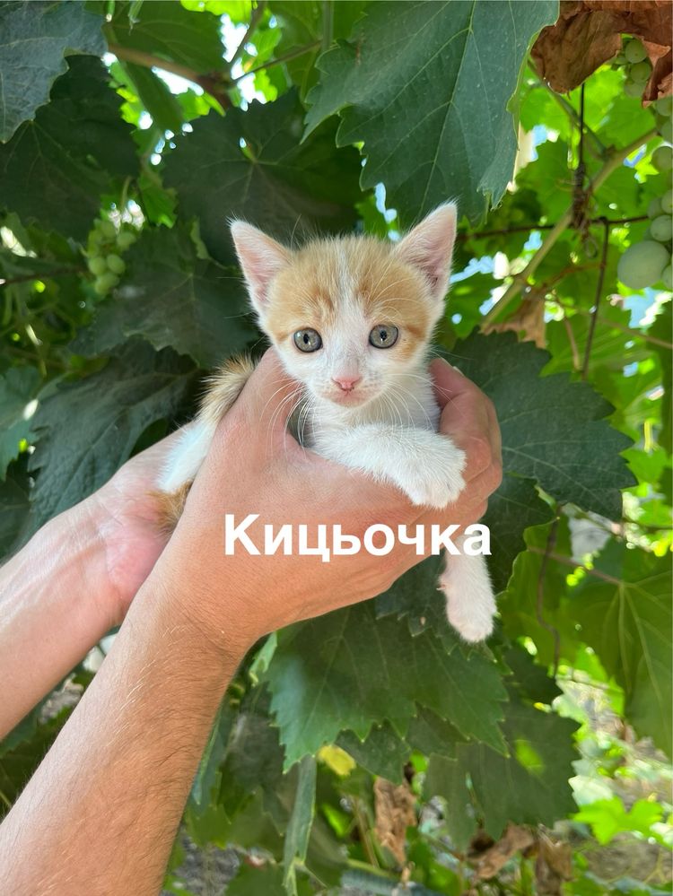 Котята (кошенята)