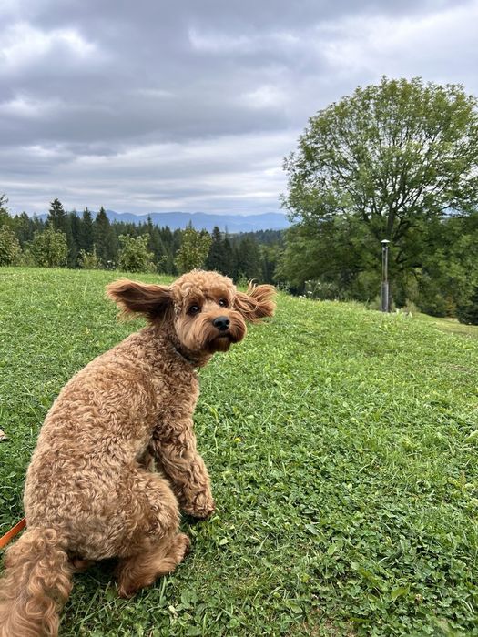 Хлопчик кокапу шукає дівчинку.