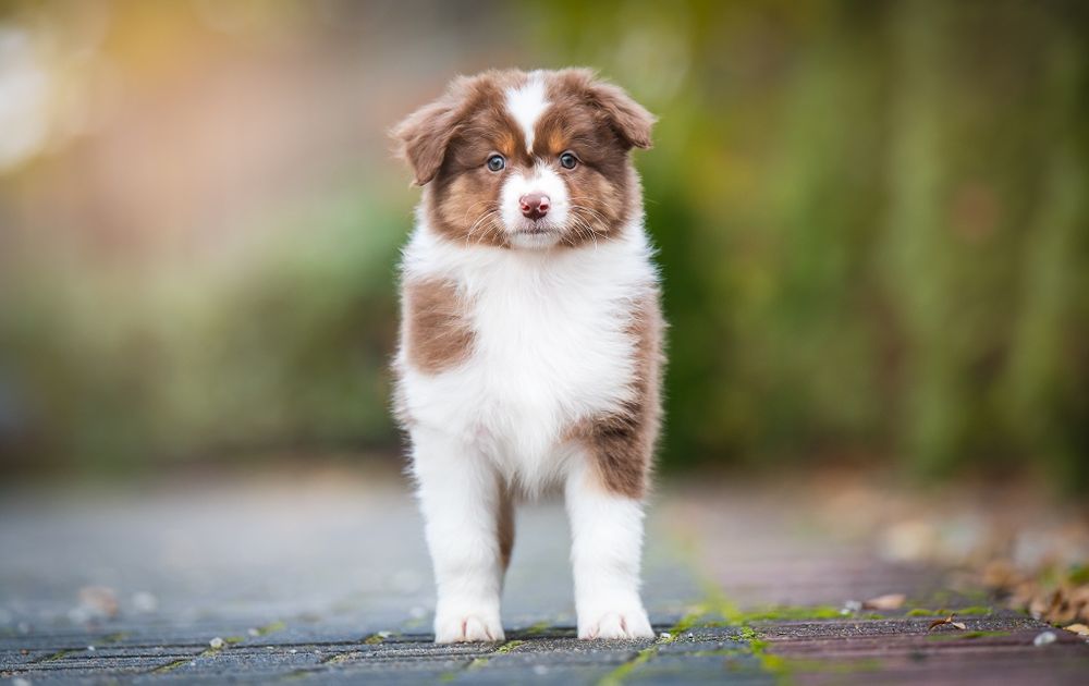 Zarezerwowana: Owczarek australijski (typ amerykański) - Suczka Red Tr