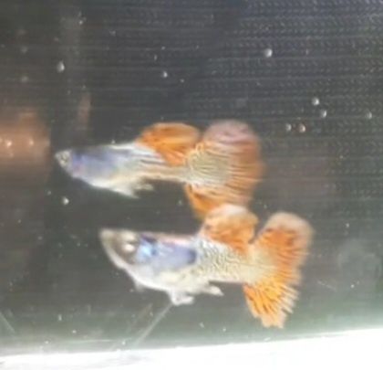 Casal guppy metal red lace