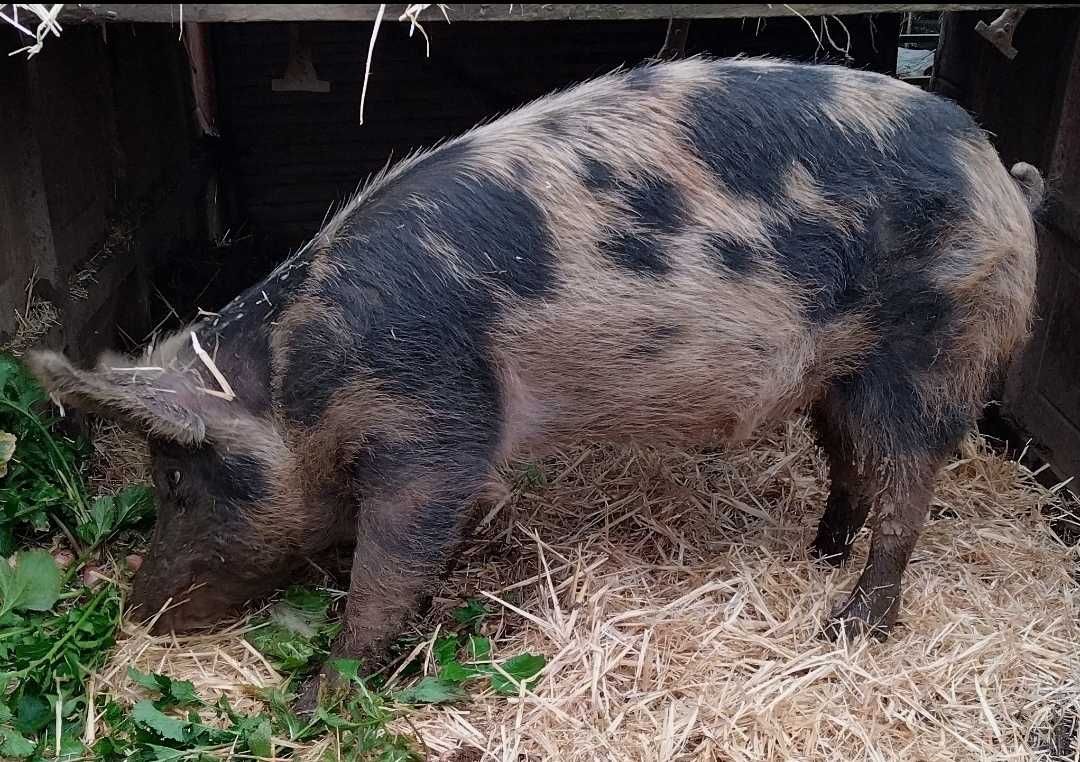 Porca, Cruzada com Raça Pietrain