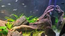 Kryptokoryna Zielona Cryptocoryne Green