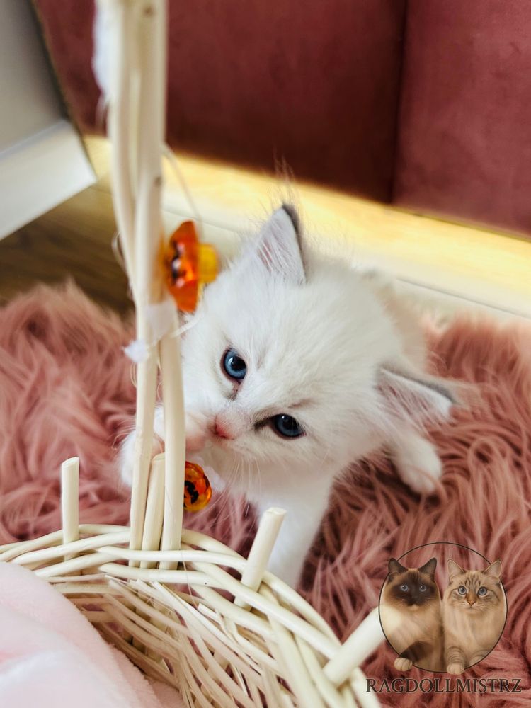 Ragdoll koteczka wkrótce do odbioru