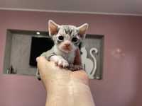 Devon Rex koteczka śląsk