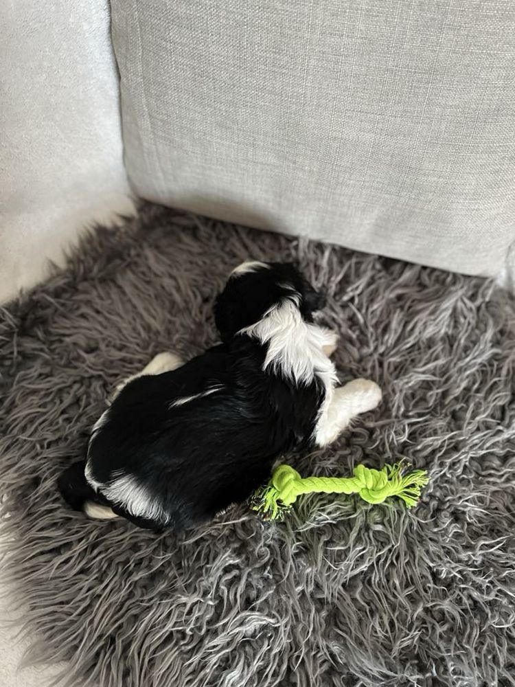 Chłopiec rasy Cavalier