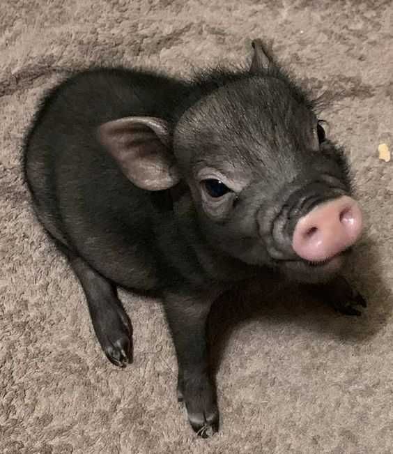Міні піг, маленькі ручні свинки, виросте до 12кг