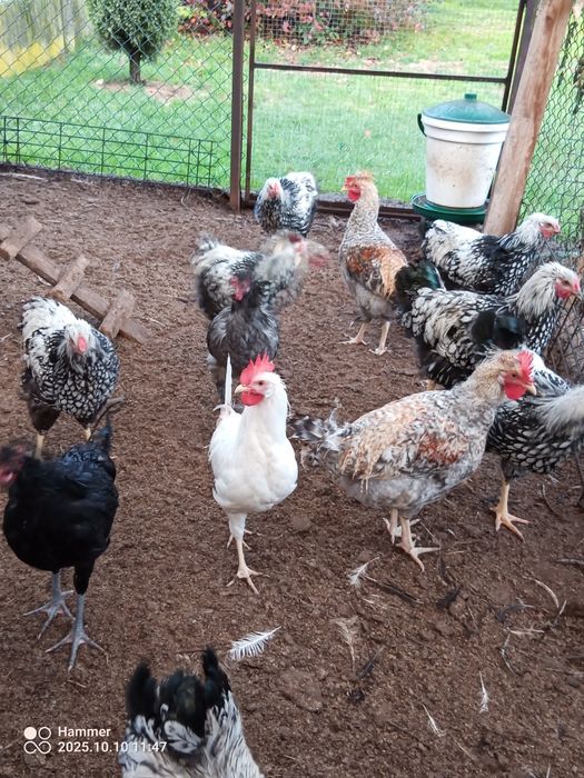Koguty leghorn, legbar cream, wyandotte srebrnołuskowanej, zielononóż