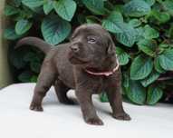 LABRADOR RETRIEVER czekoladowa suczka ZKwP/ FCI