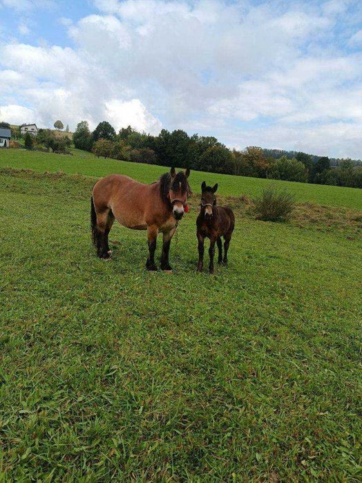 Źrebaki do sprzedania