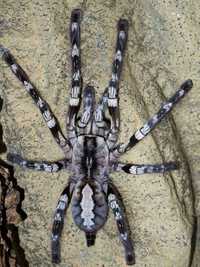 Poecilotheria tigrinawesseli паук птицеед пецилотерия тигринавессели