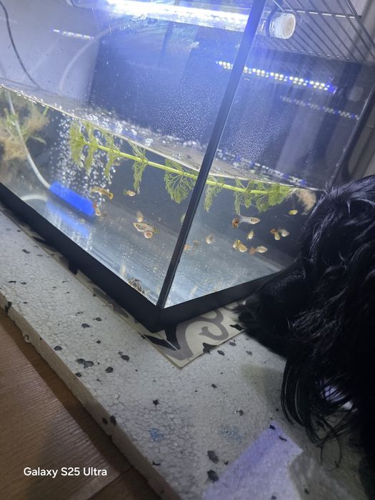 [Rezerwacja] GUPIKI yellow tiger cobra mix*oddam