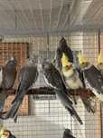 Varias aves disponiveis (caturras, agapornis e ring necks)
