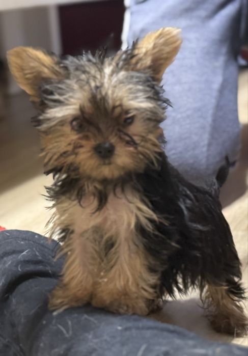 Yorkshire terrier miniaturka sunia