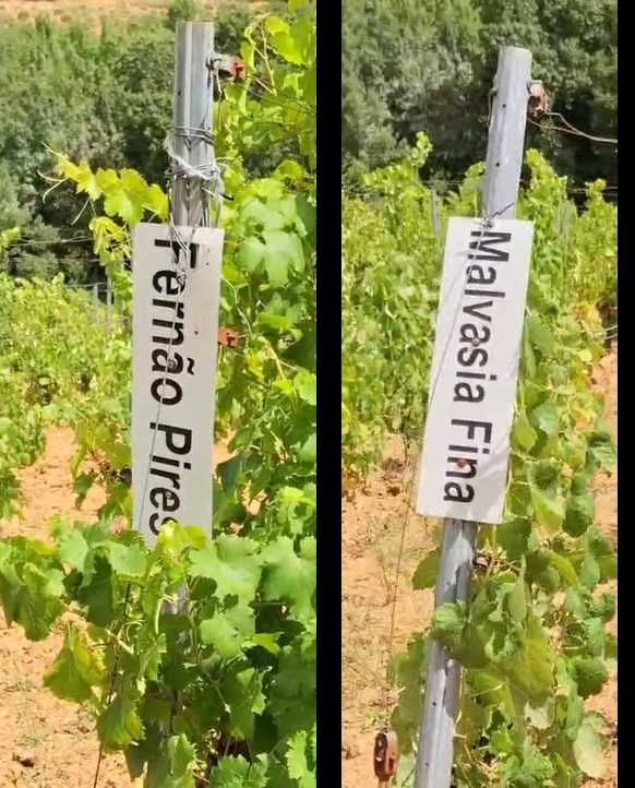 Vendem-se uvas para vinho , Zona Vila Real - Chaves