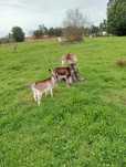 Vendo 2 casais de cabras bravias